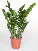 Kamerplant van Botanicly – Zamioculcas zamiifolia – Hoogte: 100 cm, 1 tak