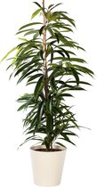 Plant in hydrocultuur systeem van Botanicly: Rubberboom met weinig onderhoud – Hoogte: 105 cm – Ficus binnendijkii Amstel King