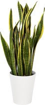 Plant in hydrocultuur systeem van Botanicly: Vrouwentongen met weinig onderhoud – Hoogte: 75 cm – Sansevieria trif. Laurentii