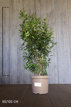 10 stuks | Portugese Laurier Pot 80-100 cm - Bloeiende plant - Compacte groei - Insectenlokkend - Populair bij vogels - Vruchtdragend - Wintergroen