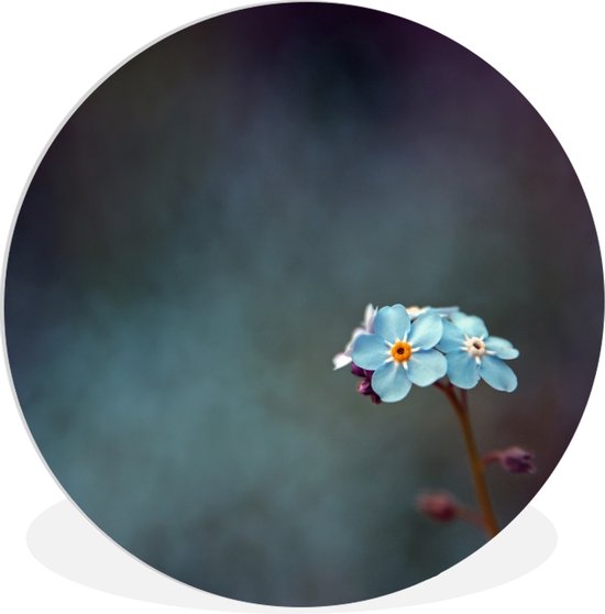 Klein assiette en plastique cercle Myosotis Wall Circle - ⌀ 30 cm - peinture ronde - impression photo sur cercle mural en plastique (forex) / cercle vivant / (décoration murale)