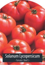 Tomaten Zaden - Vleestomaat - Solanum Lycopersicum - Inclusief Handleiding