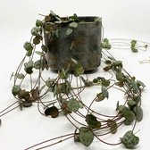 Hartjesplant ❤ Ceropegia woodii chinees Lantaarntje. TIJDELIJK 2 voor € 25,= Kamerplant met lange strings. String of hearts potmaat 11cms. Plant inclusief bezorging!