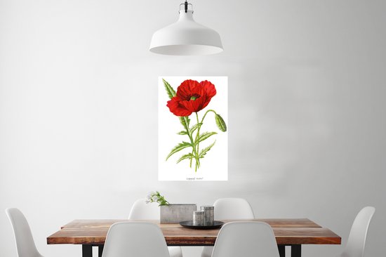 Illustration Vintage d'une affiche fleur rouge papier 40x60 cm - Tirage photo sur Poster (décoration murale salon / chambre) / Poster Fleurs