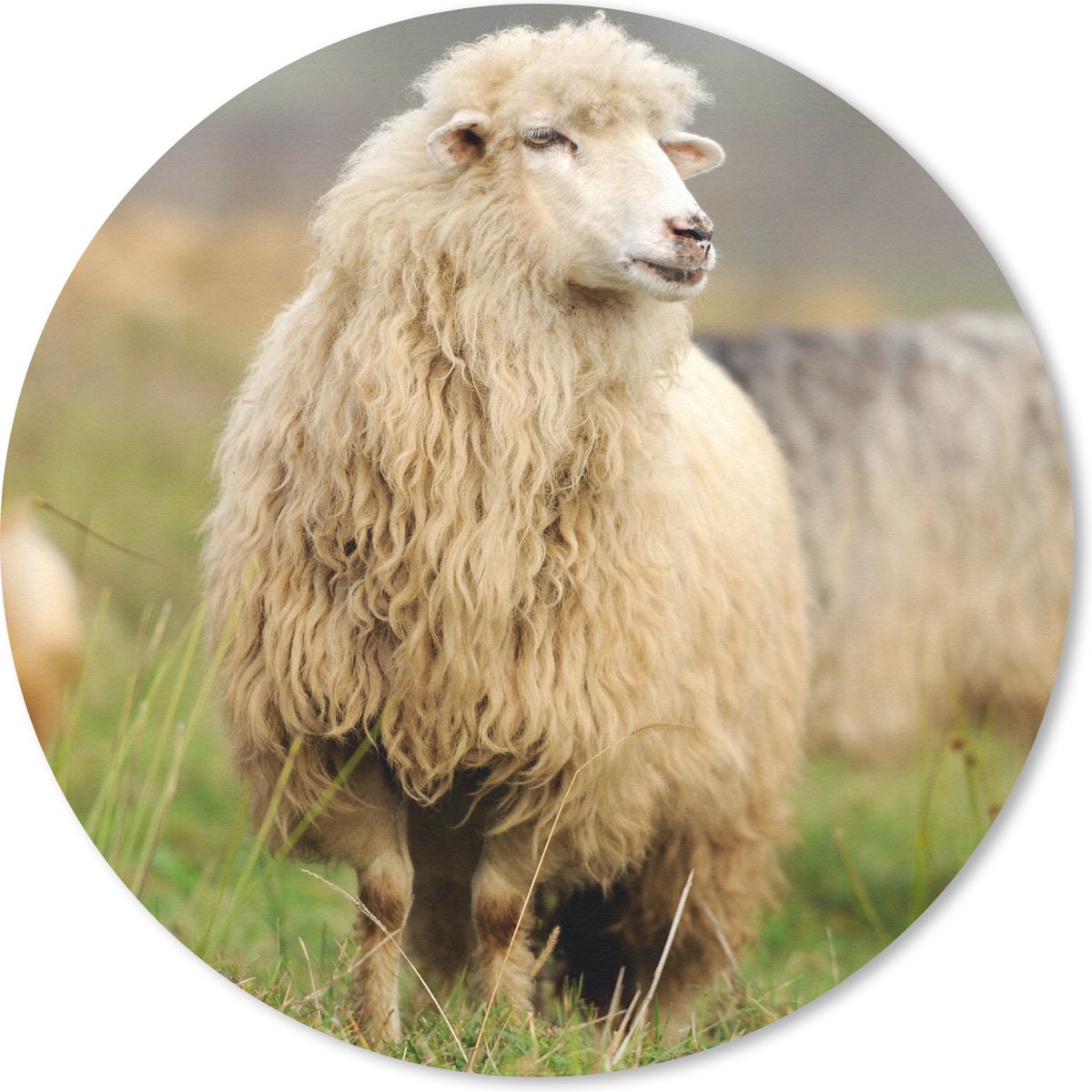 Muismat rond 50x50 cm - Mousepad Schaap - Wol - Gras - Ronde muismatten