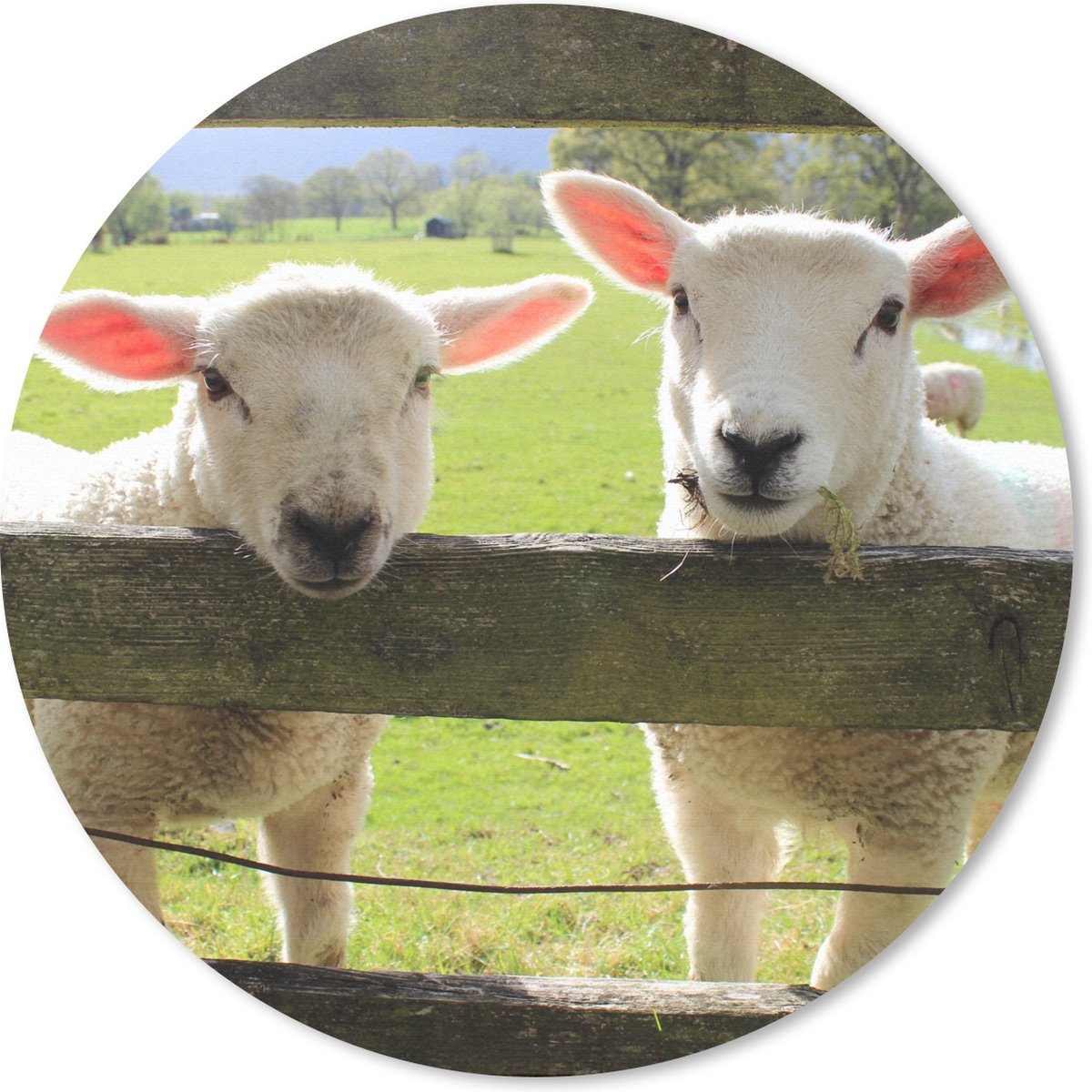 Muismat rond 20x20 cm - Mousepad Schapen- Hout - Lam - Ronde muismatten