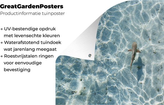 Décoration murale Requin en eau peu profonde - 180x120 cm - Poster de jardin