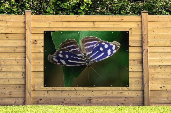 Blue Golf Butterfly Garden Poster 200x100 cm - Toile de jardin / Toile d'extérieur / Peintures d'extérieur (décoration de jardin) XXL / Groot format!