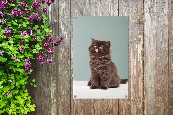 Posters de jardin Chaton persan tirant la langue - 60x90 cm