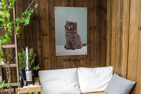 Posters de jardin Chaton persan tirant la langue - 60x90 cm