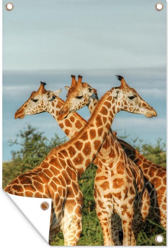 Giraffen in Oeganda Tuinposter 40x60 cm - Foto op Tuinposter (tuin decoratie)