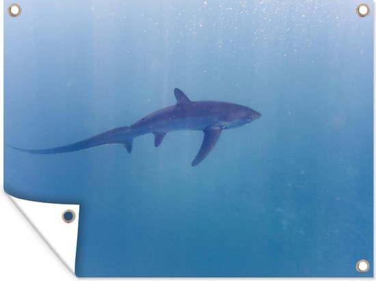 Muurdecoratie buiten Alopias haai - 160x120 cm - Tuindoek - Buitenposter