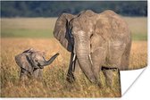 Poster Olifant - Dieren - Gras - 120x80 cm