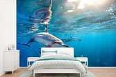 Papier peint - Papier peint photo Dauphins à Spinner bec dans l'eau claire - Largeur 360 cm x hauteur 240 cm