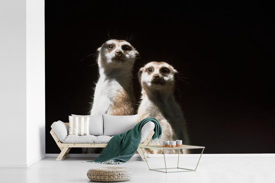 Papier peint photo vinyle - Suricates sur fond noir largeur 360 cm x hauteur 240 cm - Tirage photo sur papier peint (disponible en 7 tailles)