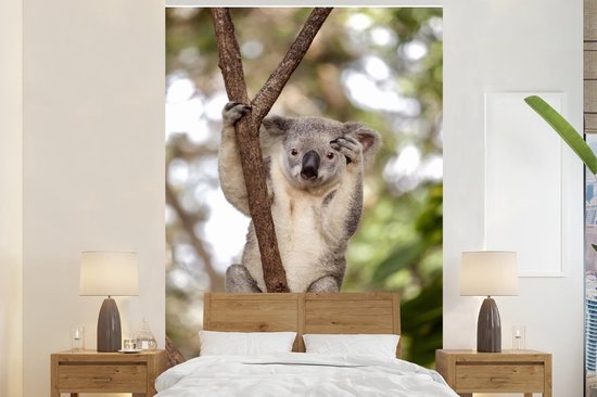 Papier peint - Papier peint photo Koala - Branches - Animaux - Largeur 225  cm x