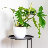 Philodendron 'Green Dragon' - Kamerplant - Luchtzuiverend - ⌀21 cm - ↕50-60 cm