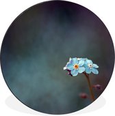 WallCircle - Wandcirkel - Muurcirkel - Klein vergeet-mij-nietje - Aluminium - Dibond - ⌀ 90 cm - Binnen en Buiten