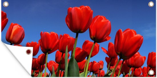 Tuinposter De zon schijnt over de rode tulpen - 60x30 cm - Tuindoek - Buitenposter