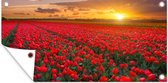 Schuttingposter De zon schijnt over de vele rode tulpen - 200x100 cm - Tuindoek