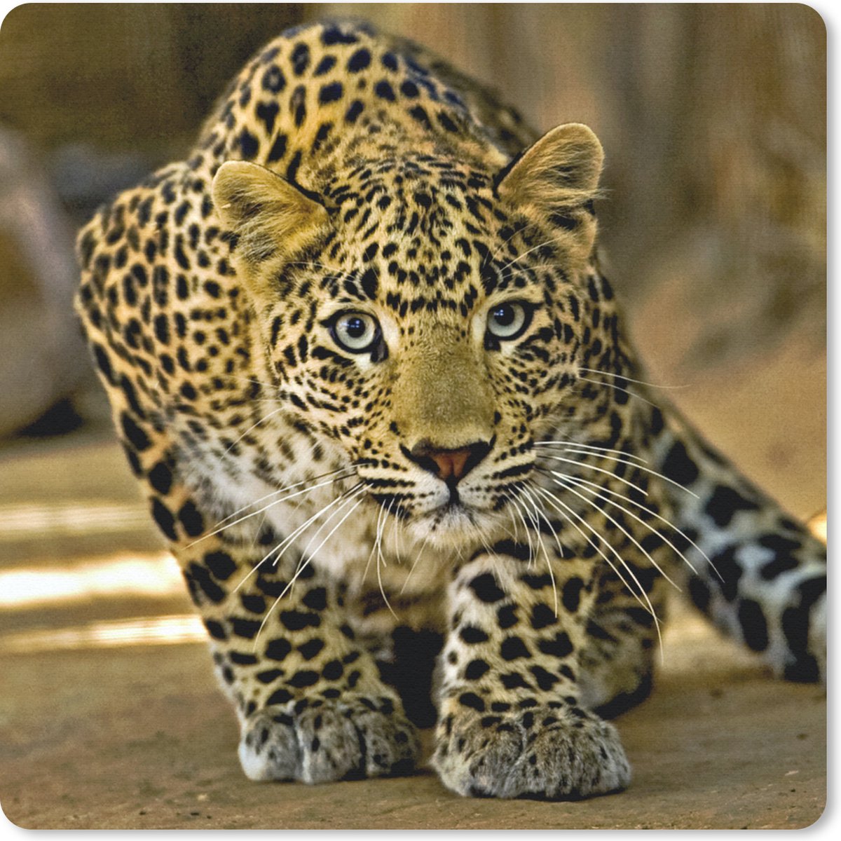 Muismat 30x30 cm - Mousepad Luipaard - Roofdier - Portret - Muismatten