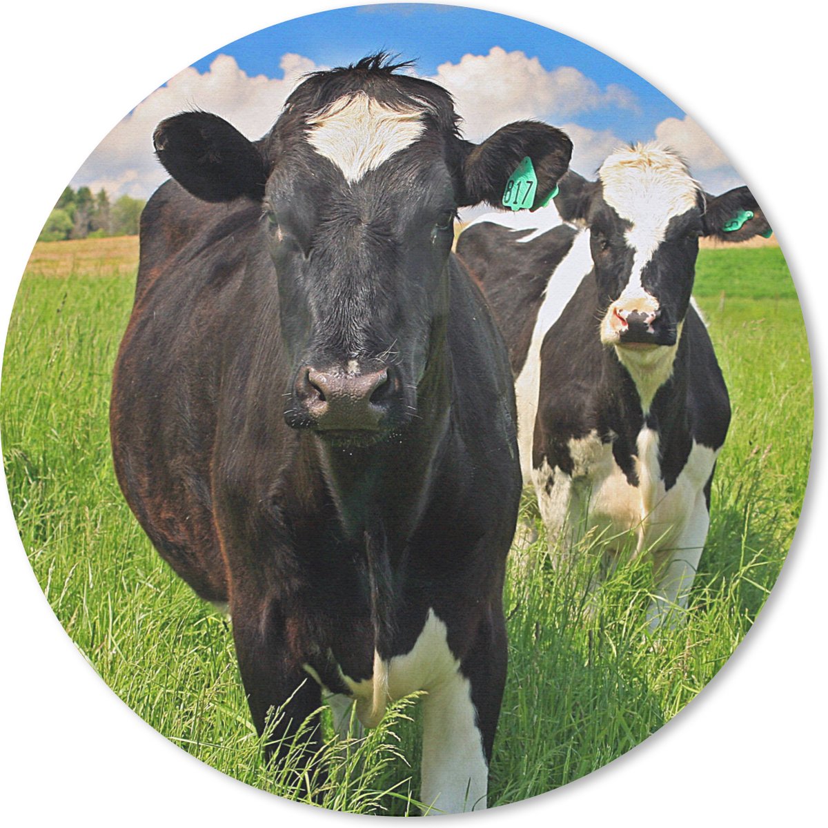 Muismat rond 30x30 cm - Mousepad Koe - Gras - Natuur - Dieren - Ronde muismatten