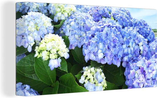 Canvas schilderij 160x80 cm - Wanddecoratie Japanse hortensia bloemen - Muurdecoratie woonkamer - Slaapkamer decoratie - Kamer accessoires - Schilderijen