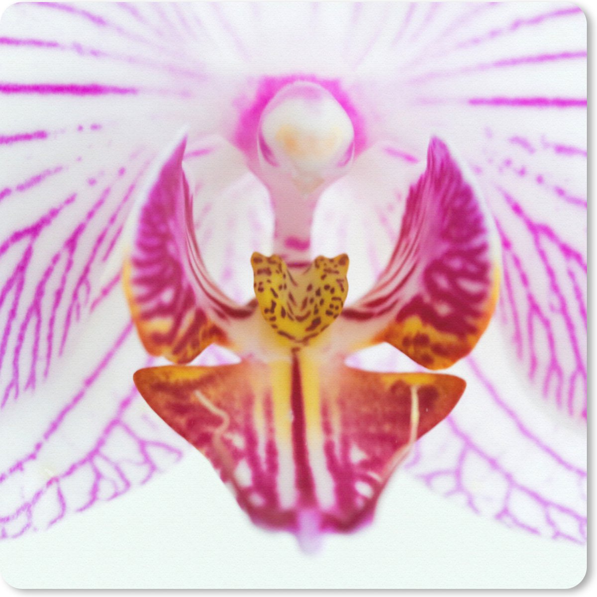 Muismat 30x30 cm - Mousepad Orchidee detail - Muismatten