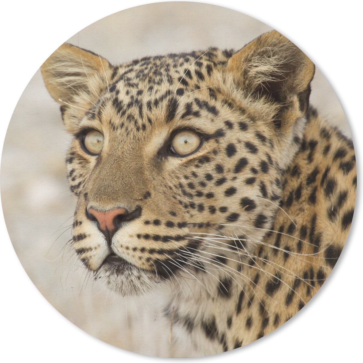 Muismat rond 50x50 cm - Mousepad Luipaard - Macro - Bruin - Ronde muismatten
