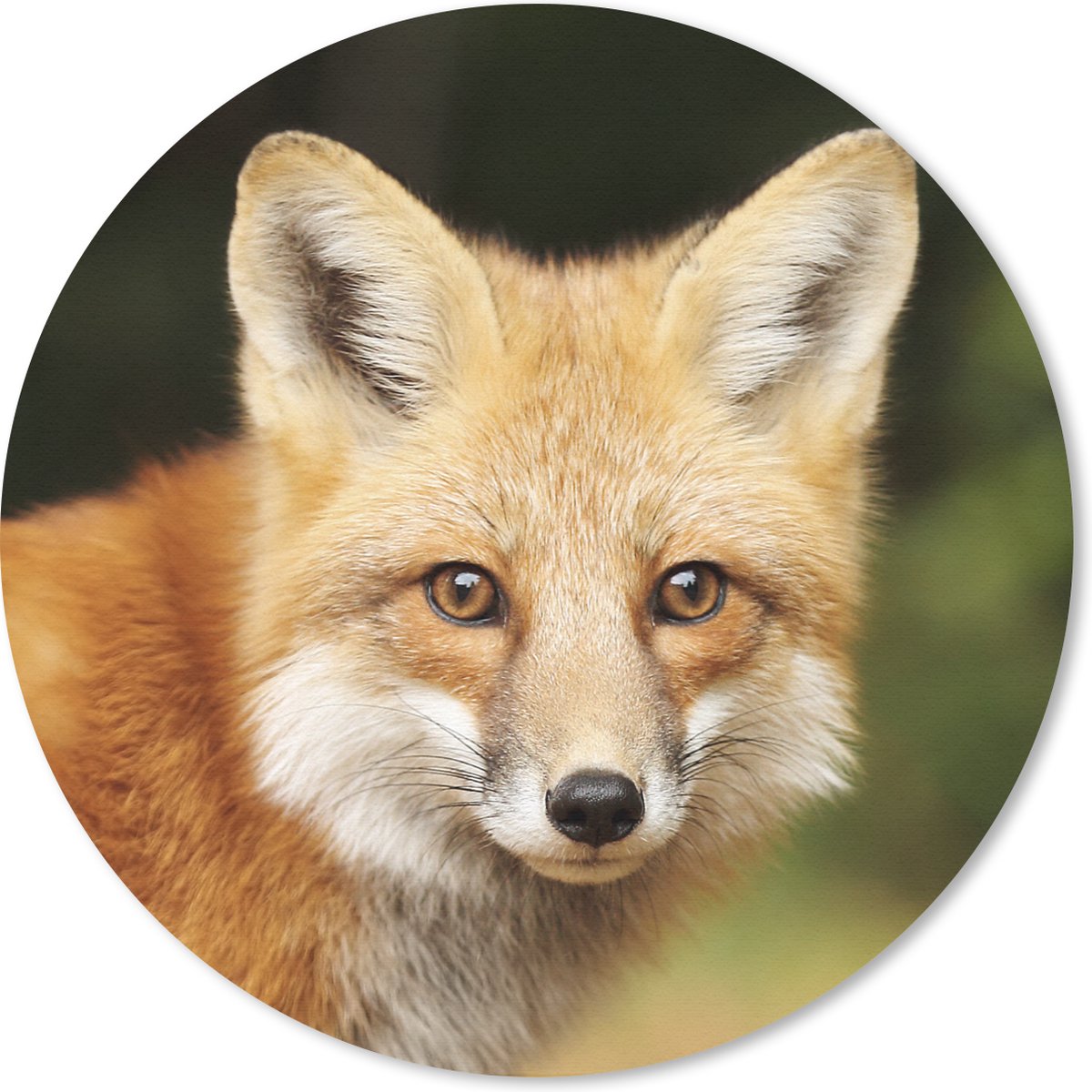 Muismat rond 50x50 cm - Mousepad Vos - Puppy - Portret - Ronde muismatten