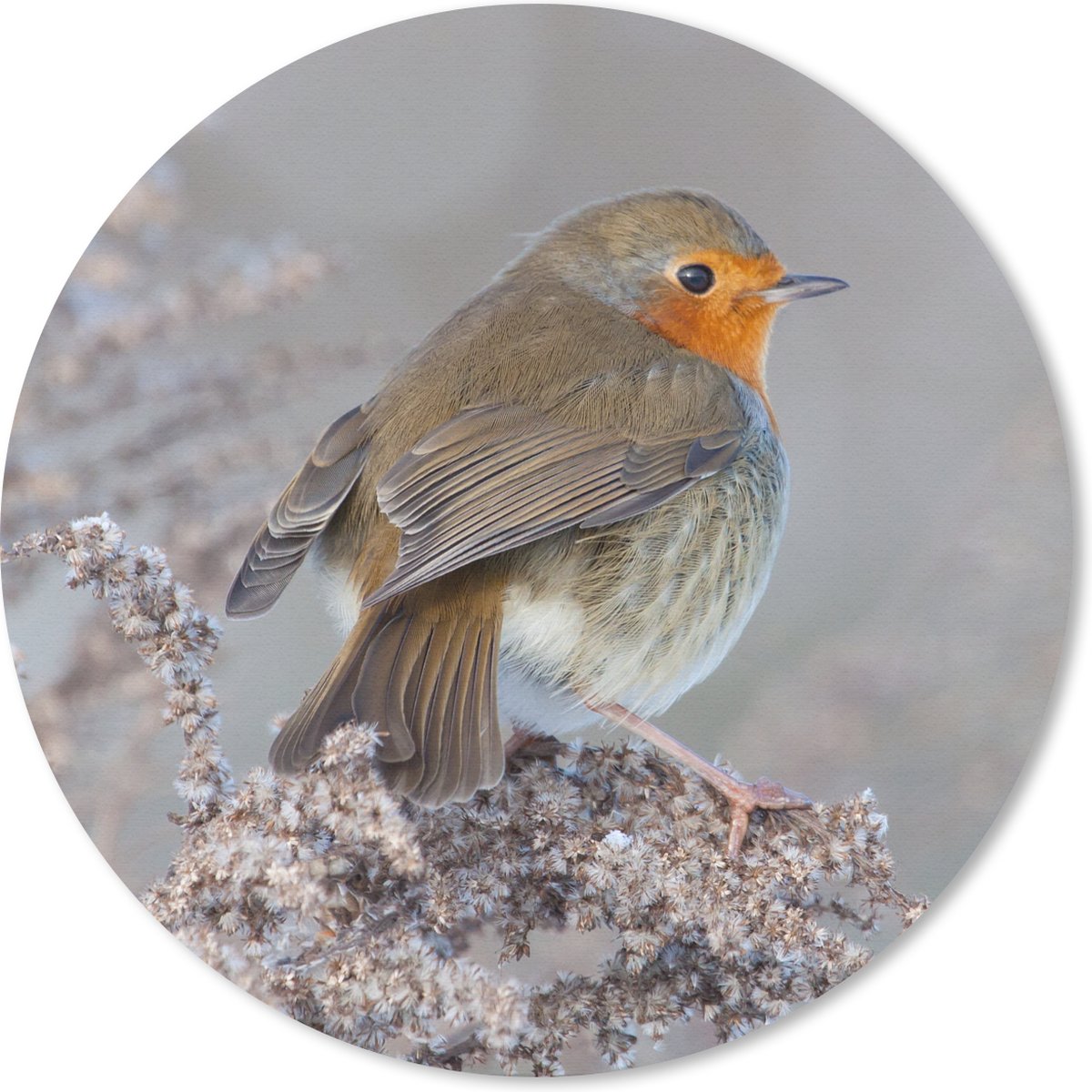 Muismat rond 50x50 cm - Mousepad Winter- Roodborstje - Vogel - Ronde muismatten