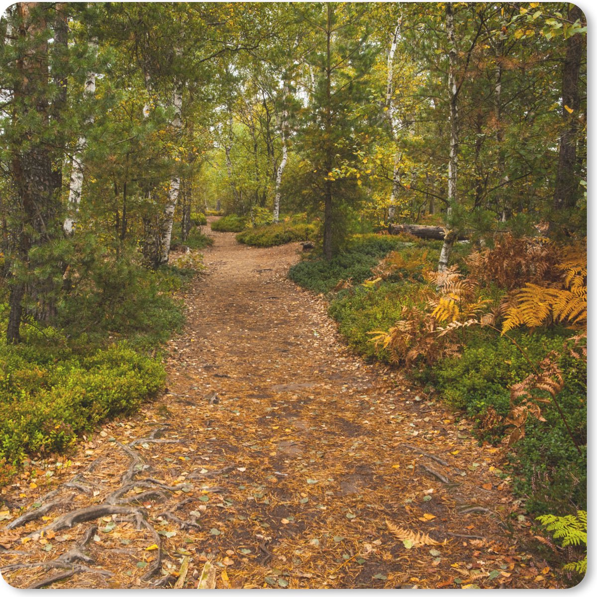 Muismat 20x20 cm - Mousepad Bos - Pad - Herfst - Bladeren - Muismatten