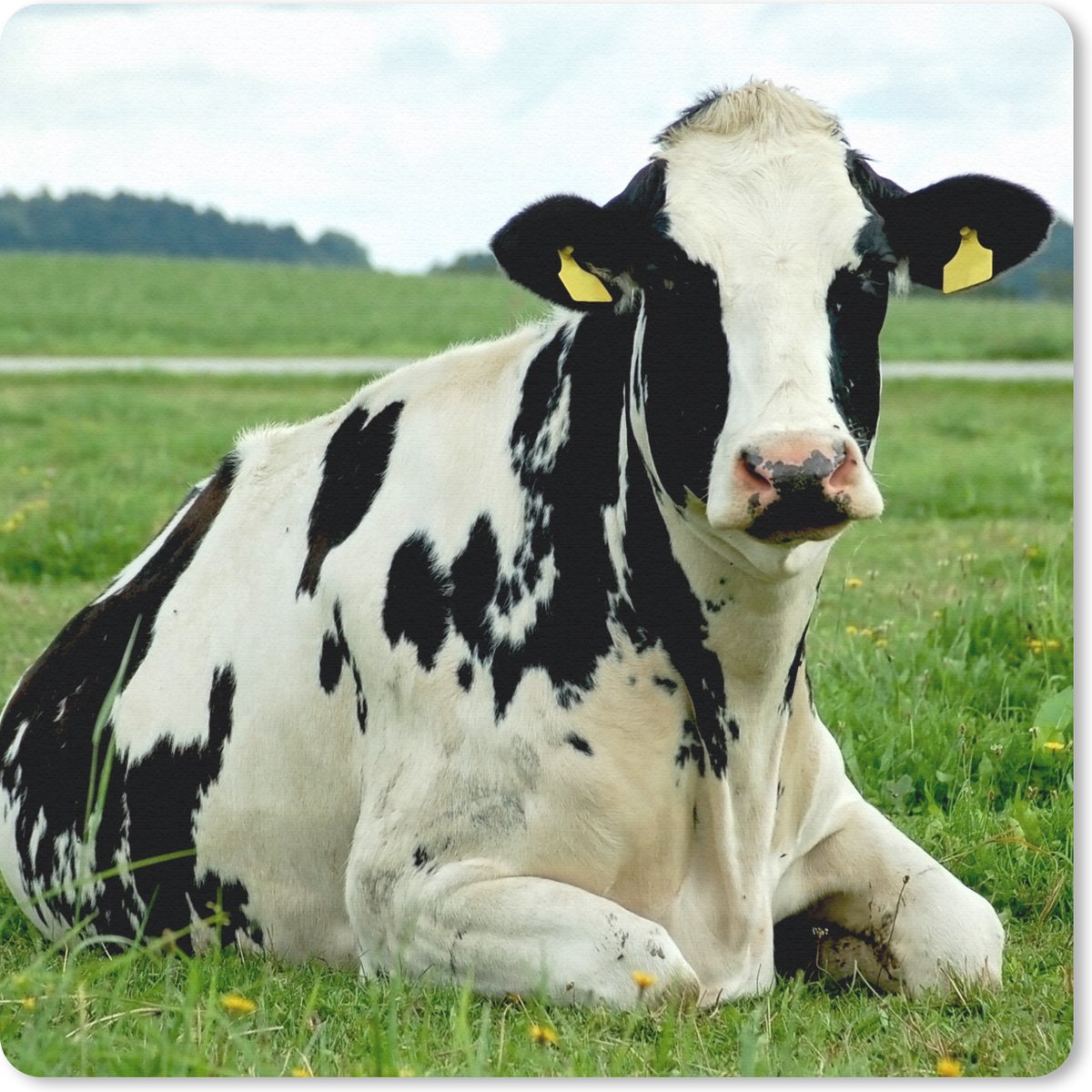 Muismat 30x30 cm - Mousepad Koe - Gras - Dieren - Berg - Muismatten