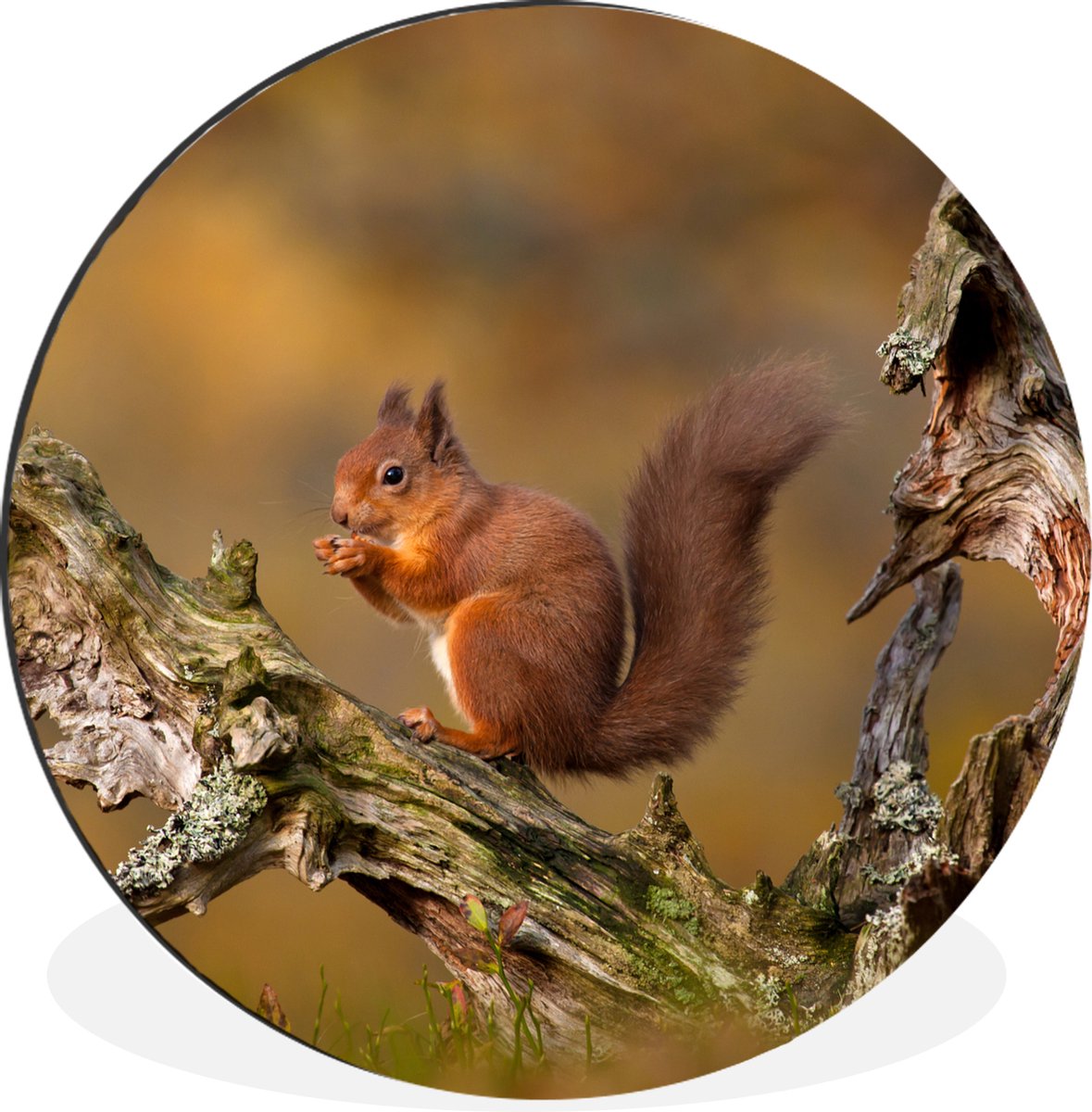 WallCircle - Wandcirkel - Muurcirkel - Eekhoorn - Boomstam - Bos - Aluminium - Dibond - ?