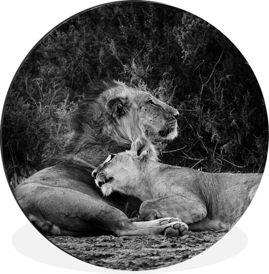 Wall Circle - Wall Circle - Lions - Zwart - Animaux sauvages - Aluminium - ⌀ 120 cm - Intérieur et Extérieur XXL