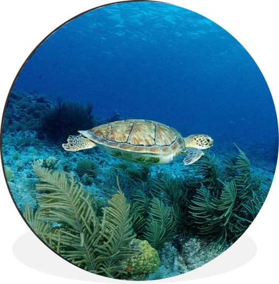 WallCircle - Wandcirkel - Muurcirkel - Groene zeeschildpad op Bonaire - Aluminium - Dibond - ⌀ 120 cm - Binnen en Buiten XXL