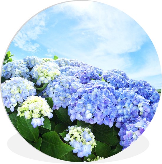 WallCircle - Schilderij - Japanse Hortensia - Multicolor - 150 X 150 Cm |  