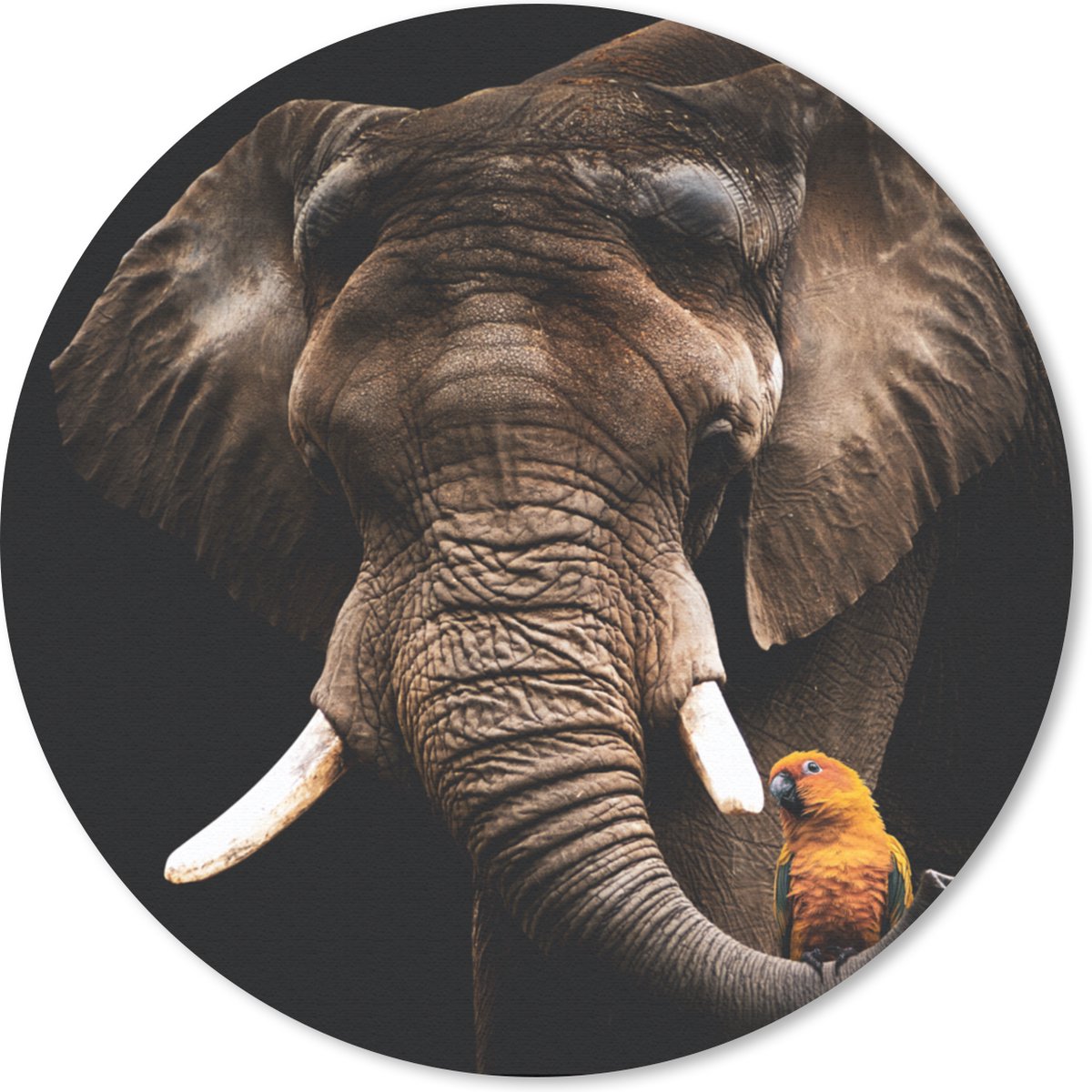 Muismat rond 30x30 cm - Mousepad Olifant - Papegaai - Tanden - Ronde muismatten
