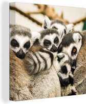 Cinq lémuriens à queue annelée s'allongent les uns à côté des autres et dorment sur toile 90x90 cm - Tirage photo sur toile (Décoration murale salon / chambre) / Animaux sauvages Peintures sur toile