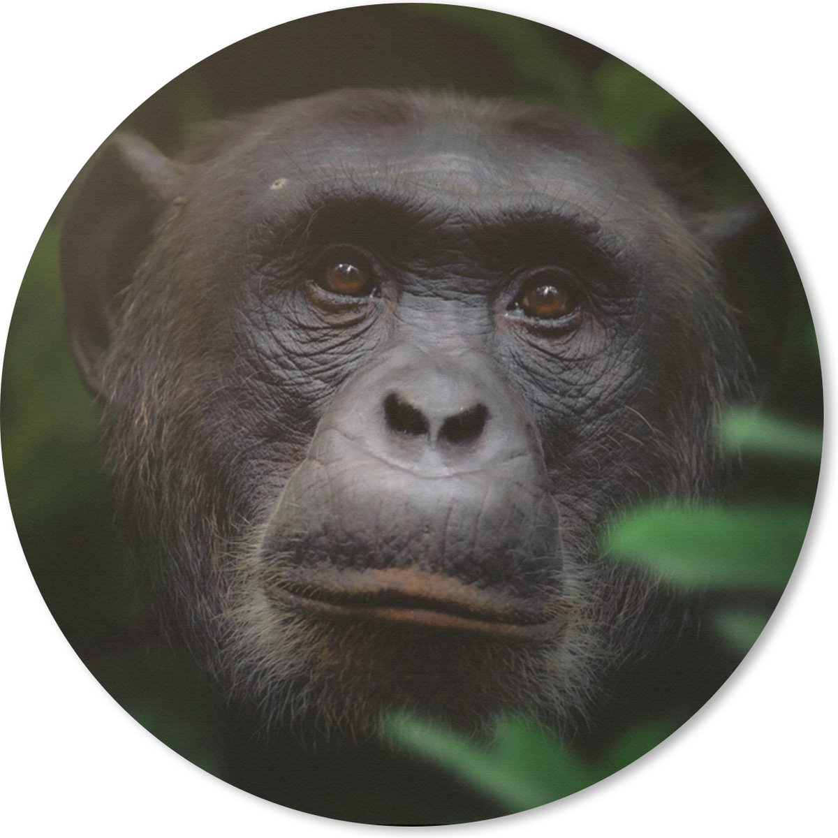 Muismat rond 30x30 cm - Mousepad Dieren - Aap - Jungle - Ronde muismatten