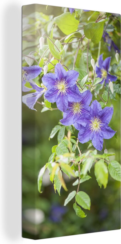 Tableau sur toile Fleurs violettes sur une plante grimpante - 80x160 cm - Décoration murale