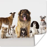 Poster Groepsportret van honden - 100x100 cm XXL