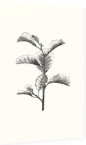 Els zwart-wit (Leaved Alder) - Foto op Dibond - 40 x 60 cm