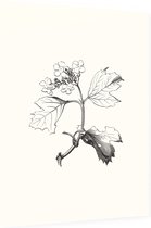 Gelderse Roos zwart-wit (Guelder Rose) - Foto op Dibond - 60 x 80 cm