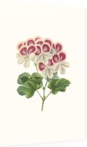 Geranium Aquarel (Pelargonium) - Foto op Dibond - 40 x 60 cm