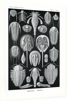 Limulus - Aspidonia (Kunstformen der Natur), Ernst Haeckel - Foto op Dibond - 30 x 40 cm