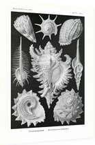 Murex - Ctenohranchia (Kunstformen der Natur), Ernst Haeckel - Foto op Dibond - 30 x 40 cm