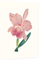 Orchidee Aquarel 3 (Orchid) - Foto op Dibond - 60 x 80 cm