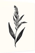 Peperkers zwart-wit (Broad-Leaved Pepperwort) - Foto op Dibond - 60 x 80 cm