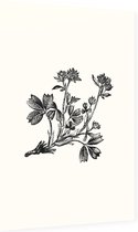 Sibbaldia Procumbens zwart-wit (Procumbent Sibbaldia) - Foto op Dibond - 60 x 90 cm